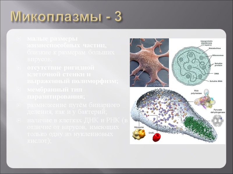 Микоплазмы - 3 малые размеры жизнеспособных частиц, близкие к размерам больших вирусов; отсутствие ригидной